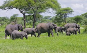 wildlife safari Tanzania